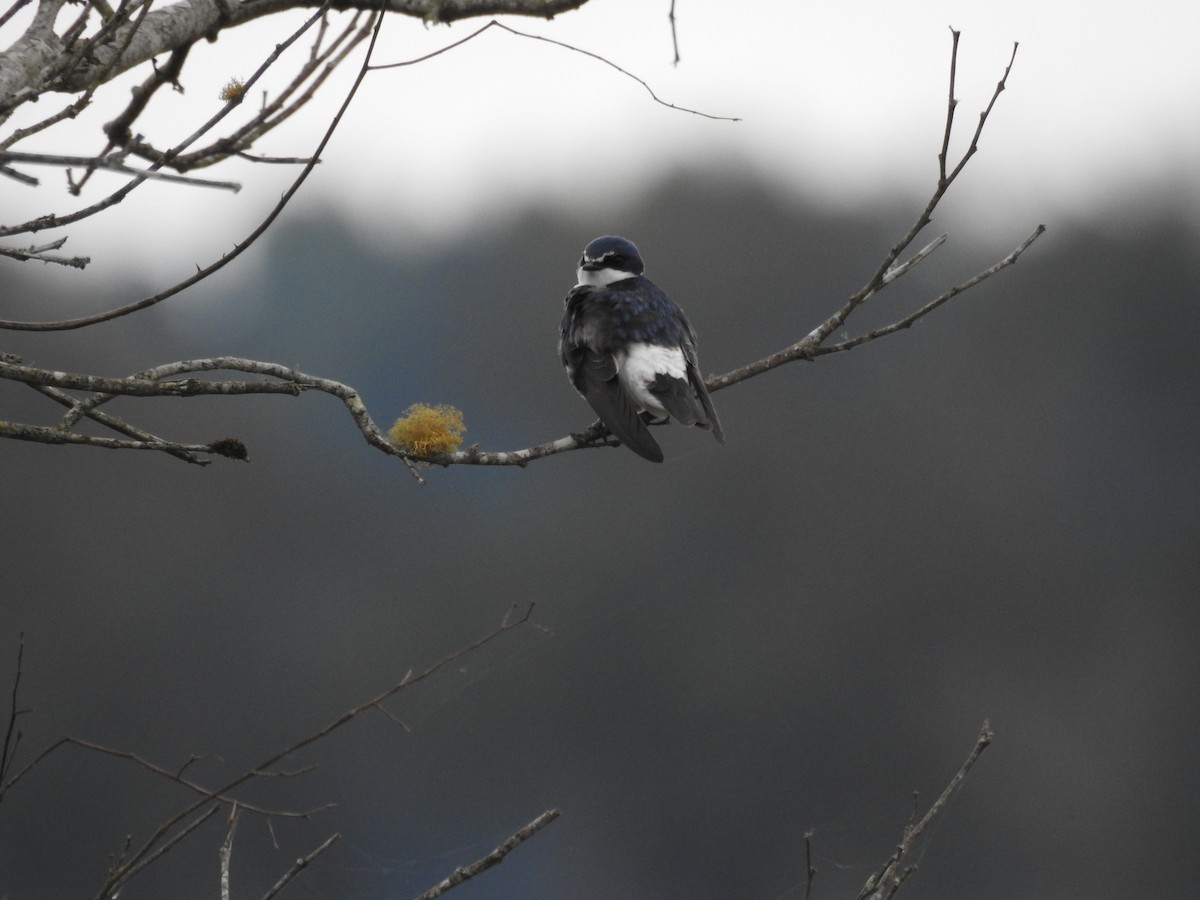 White-rumped Swallow - ML638240797