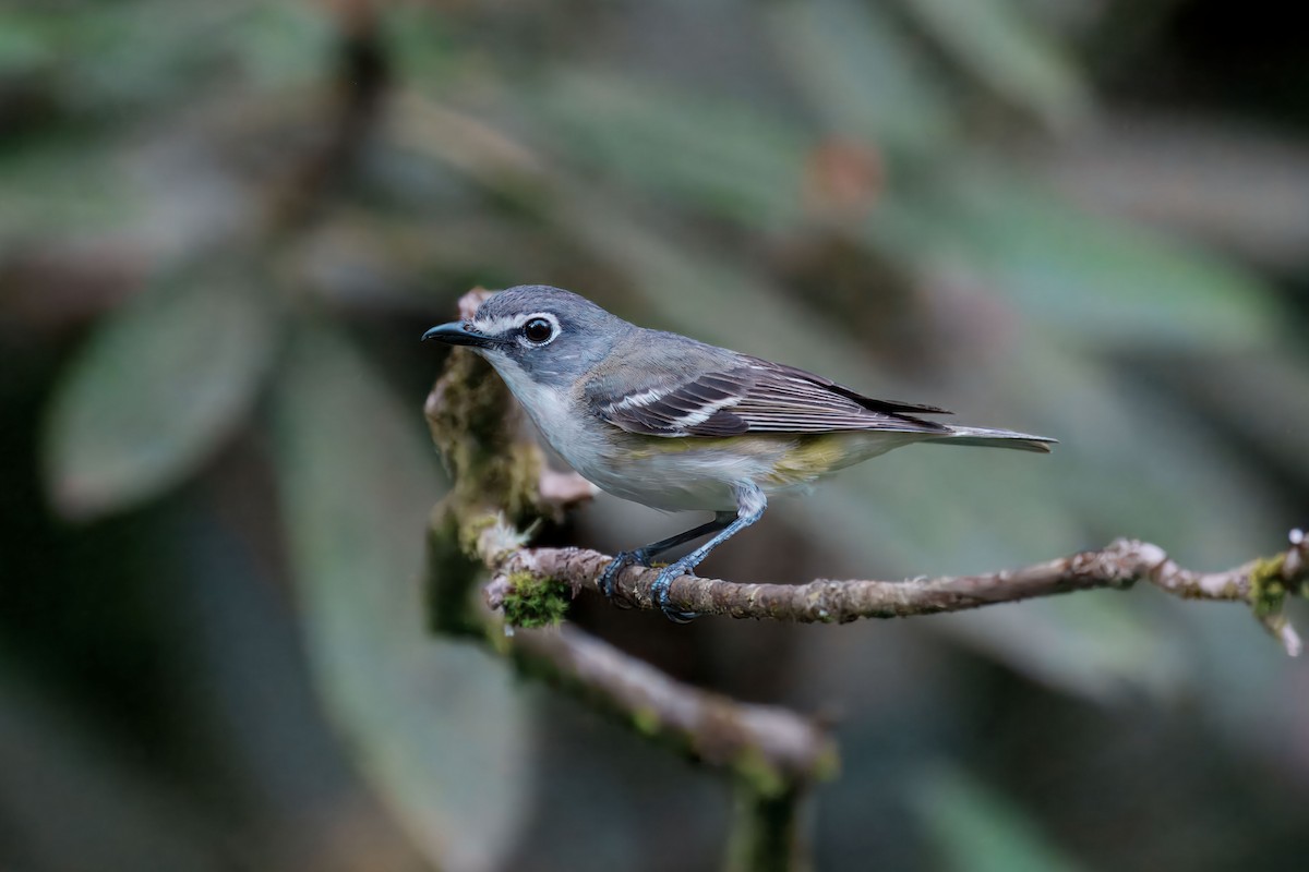 Graukopfvireo - ML638240803