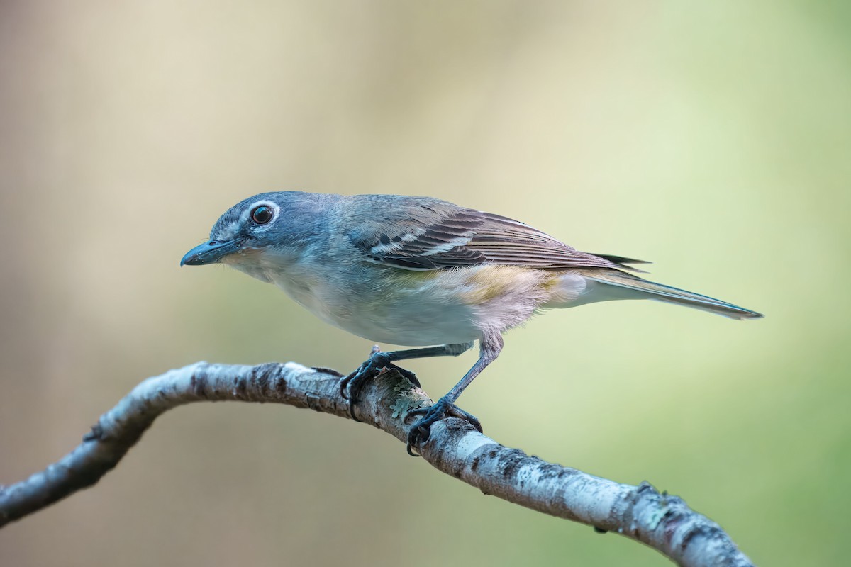 Graukopfvireo - ML638240804