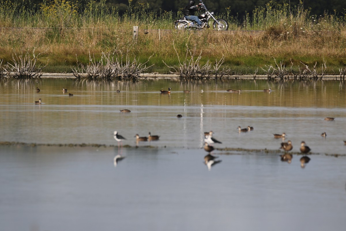 Australian Shelduck - ML638240825