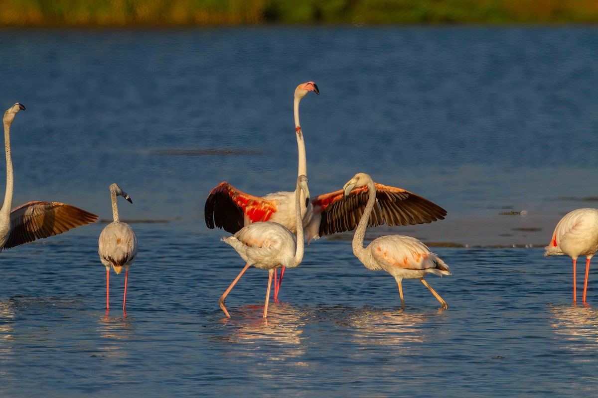 Greater Flamingo - ML638240848