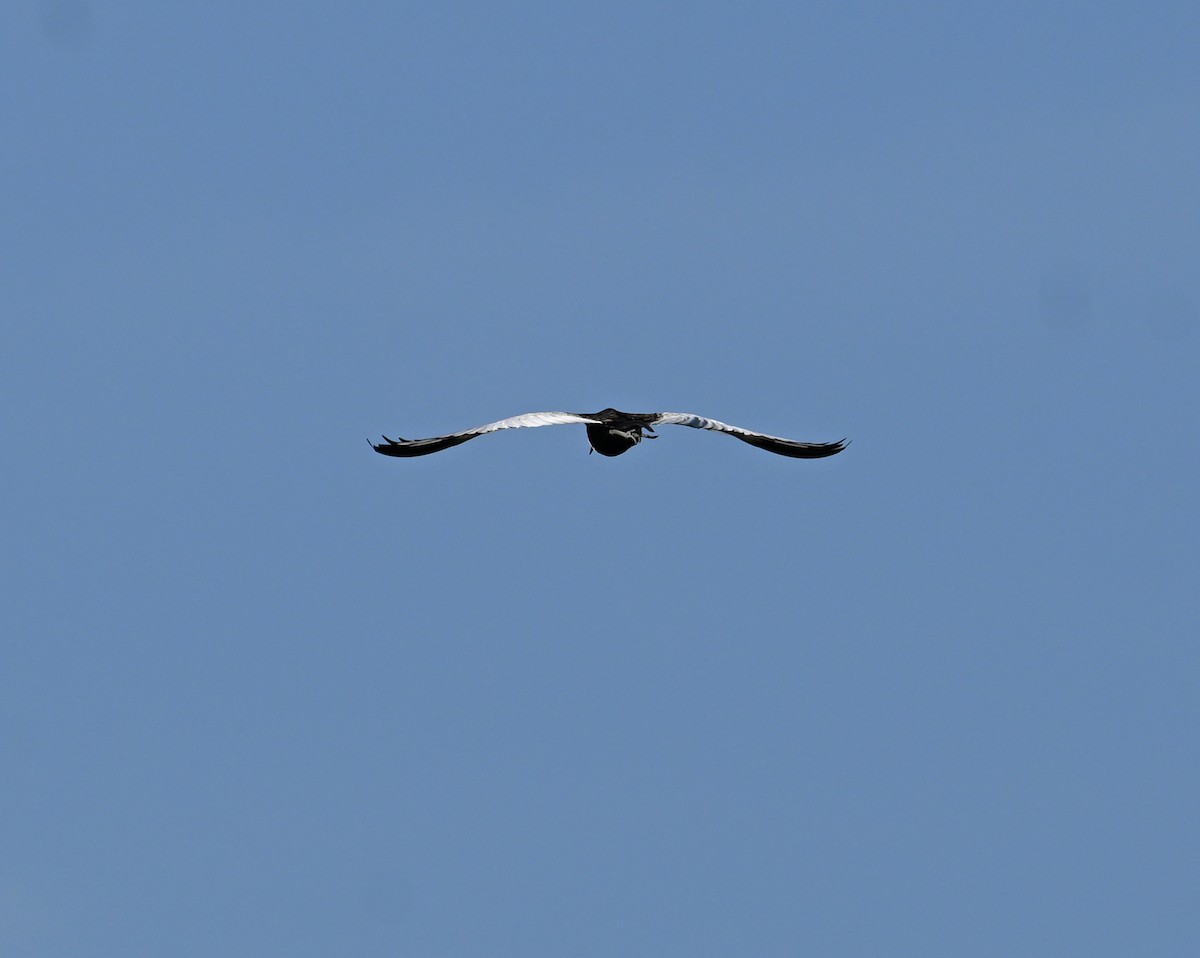 Pheasant-tailed Jacana - ML638240874