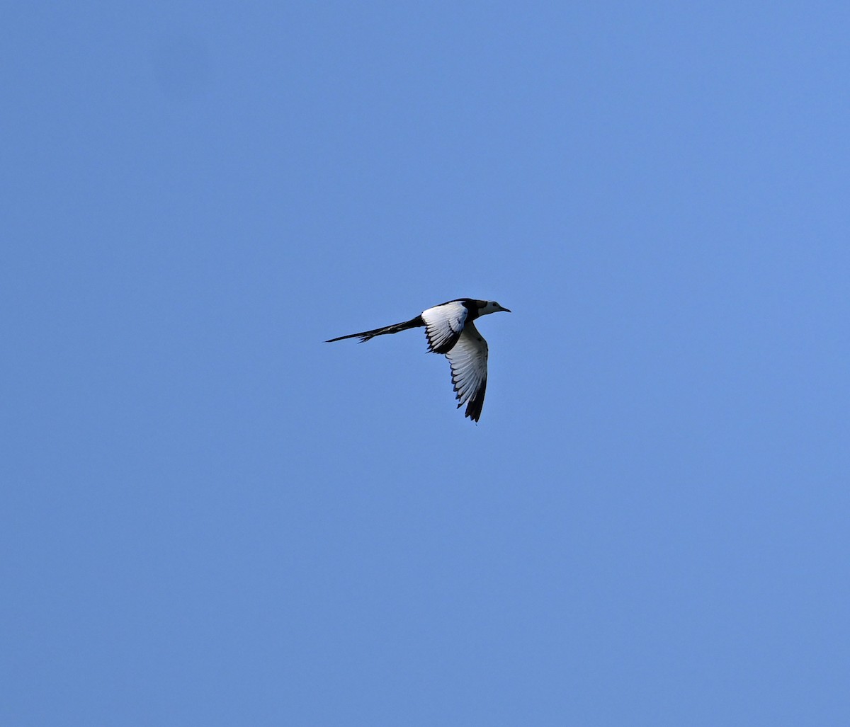 Pheasant-tailed Jacana - ML638240876