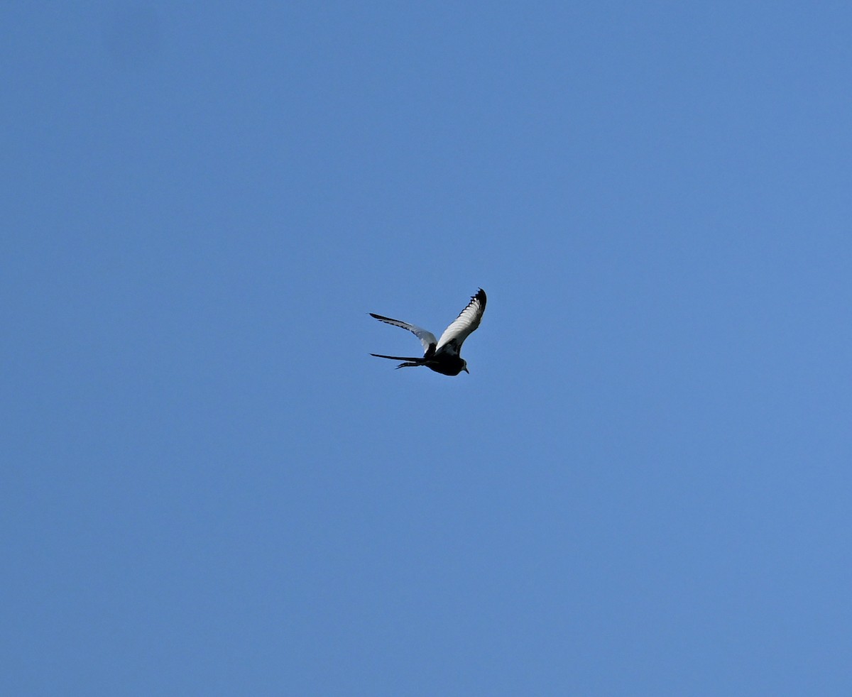 Pheasant-tailed Jacana - ML638240877