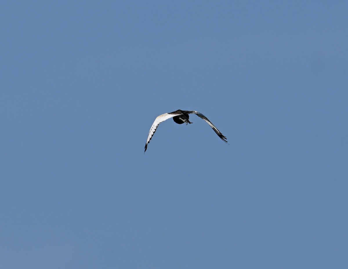 Pheasant-tailed Jacana - ML638240878