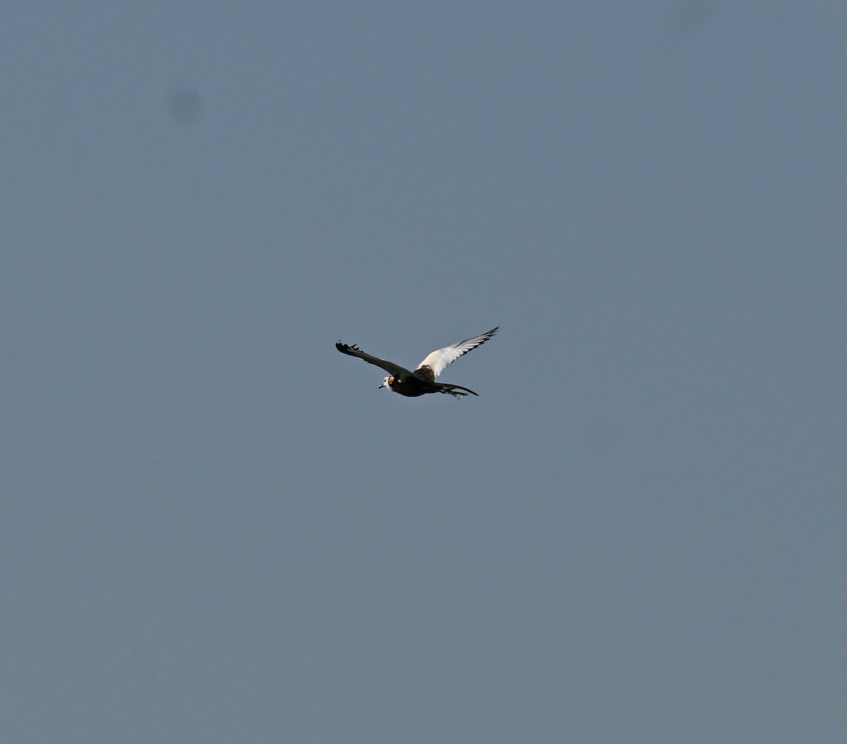 Pheasant-tailed Jacana - ML638240879