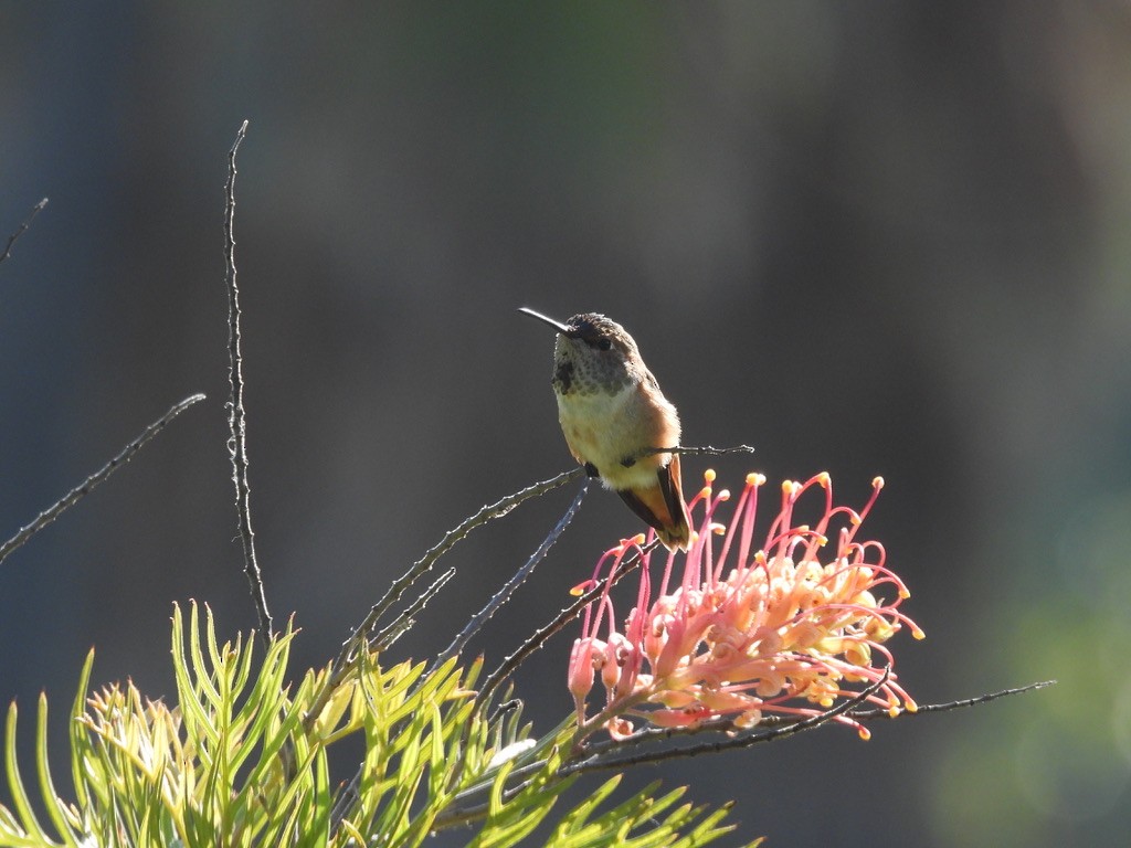 Allen's Hummingbird - ML638240880