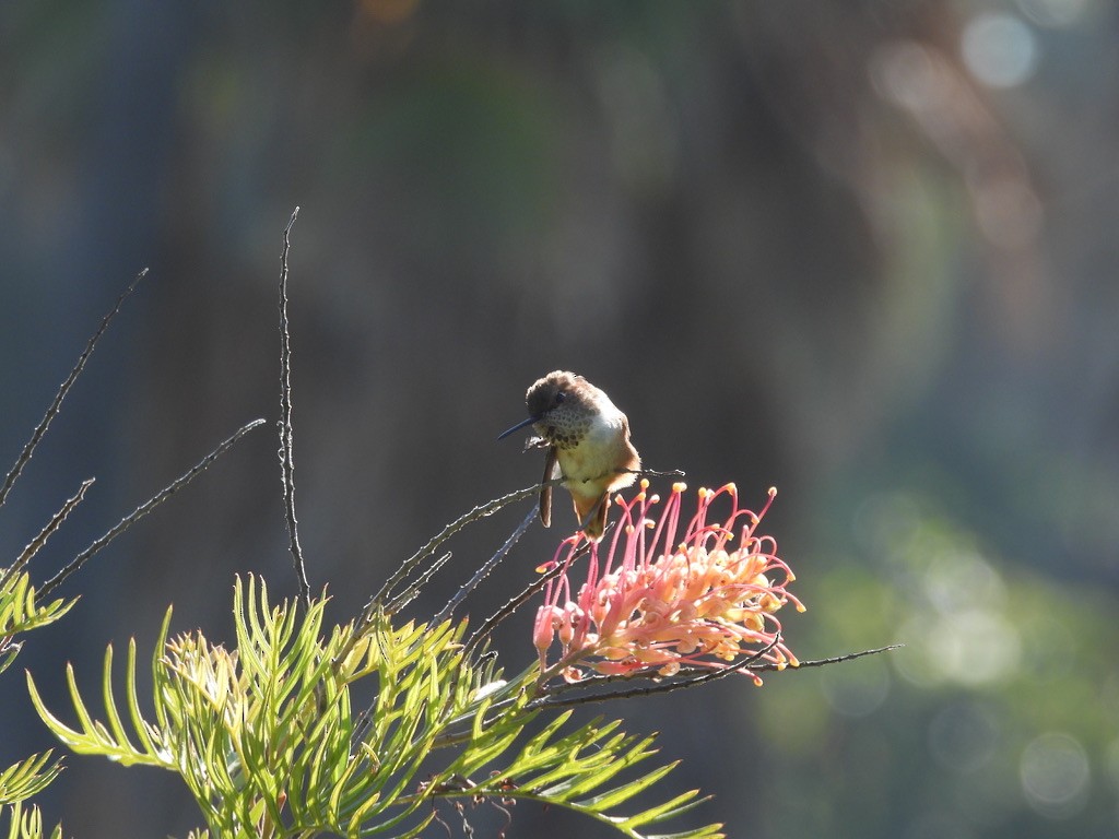 Allen's Hummingbird - ML638240881