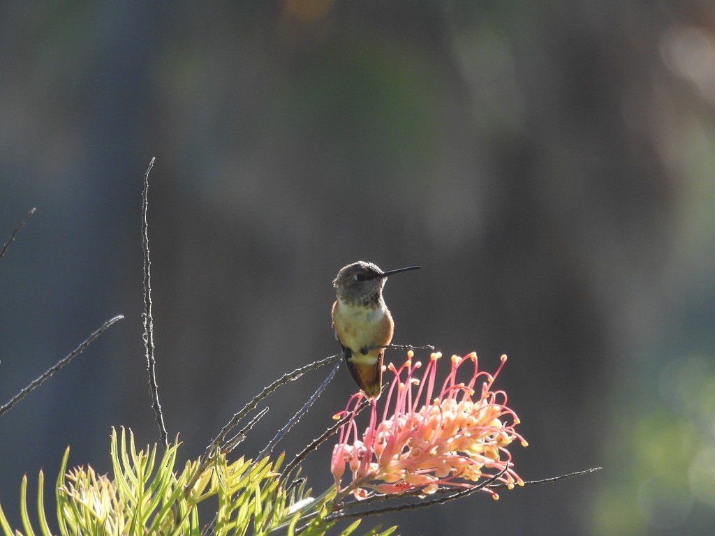Allen's Hummingbird - ML638240882
