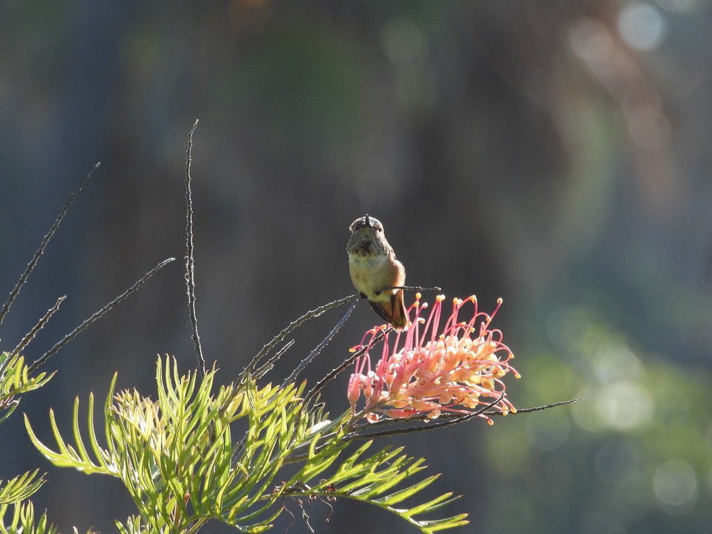 Allen's Hummingbird - ML638240883