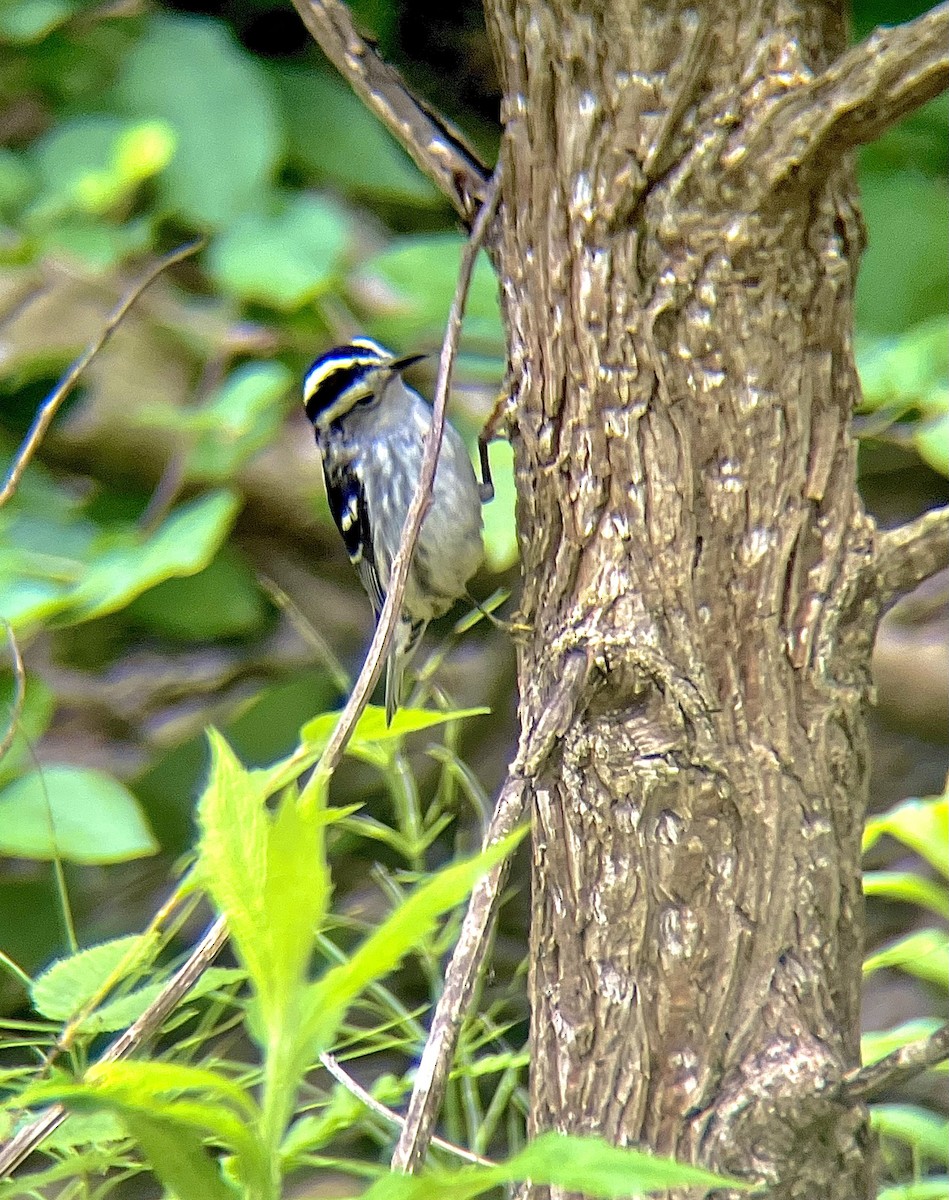 Black-and-white Warbler - ML638240922