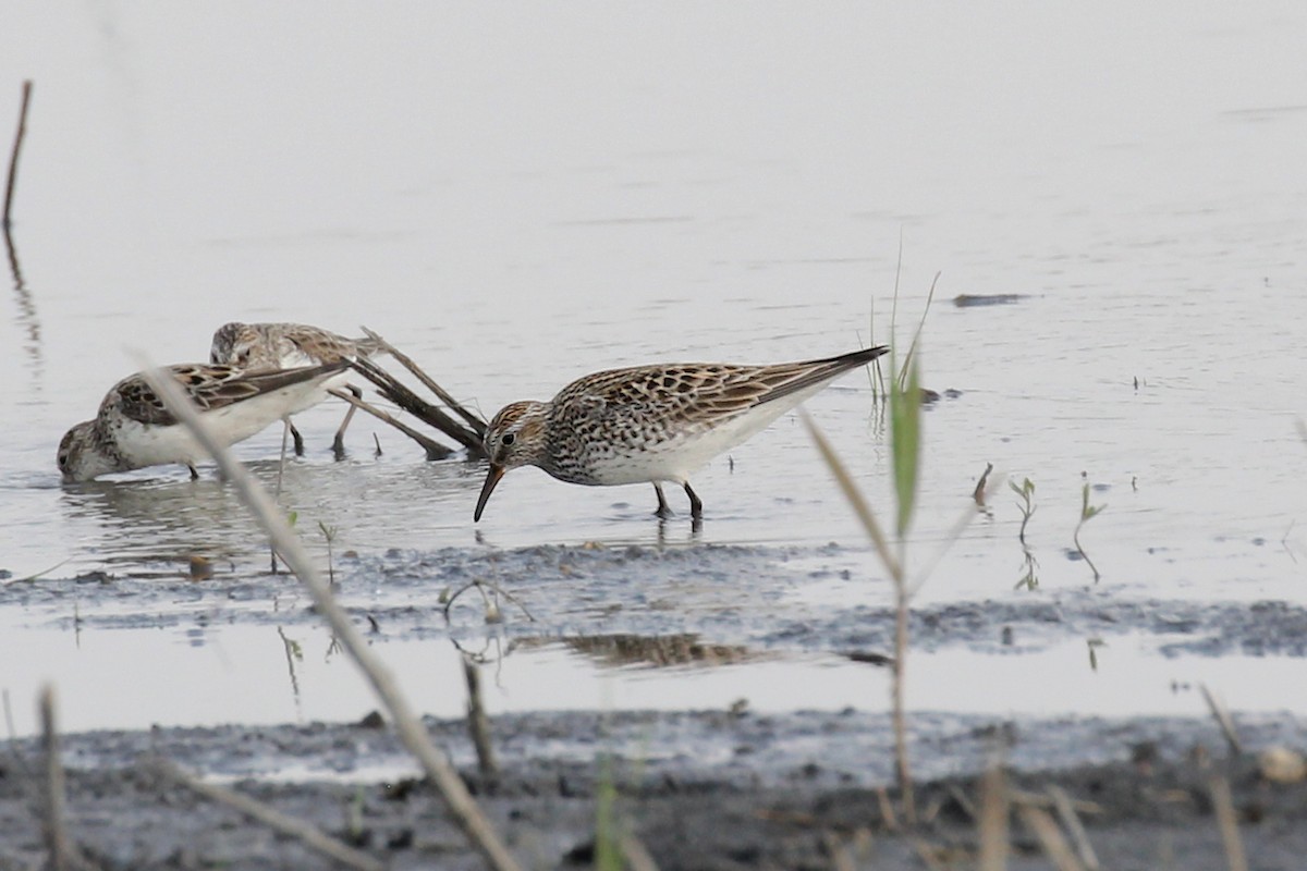 White-rumped Sandpiper - ML638240923