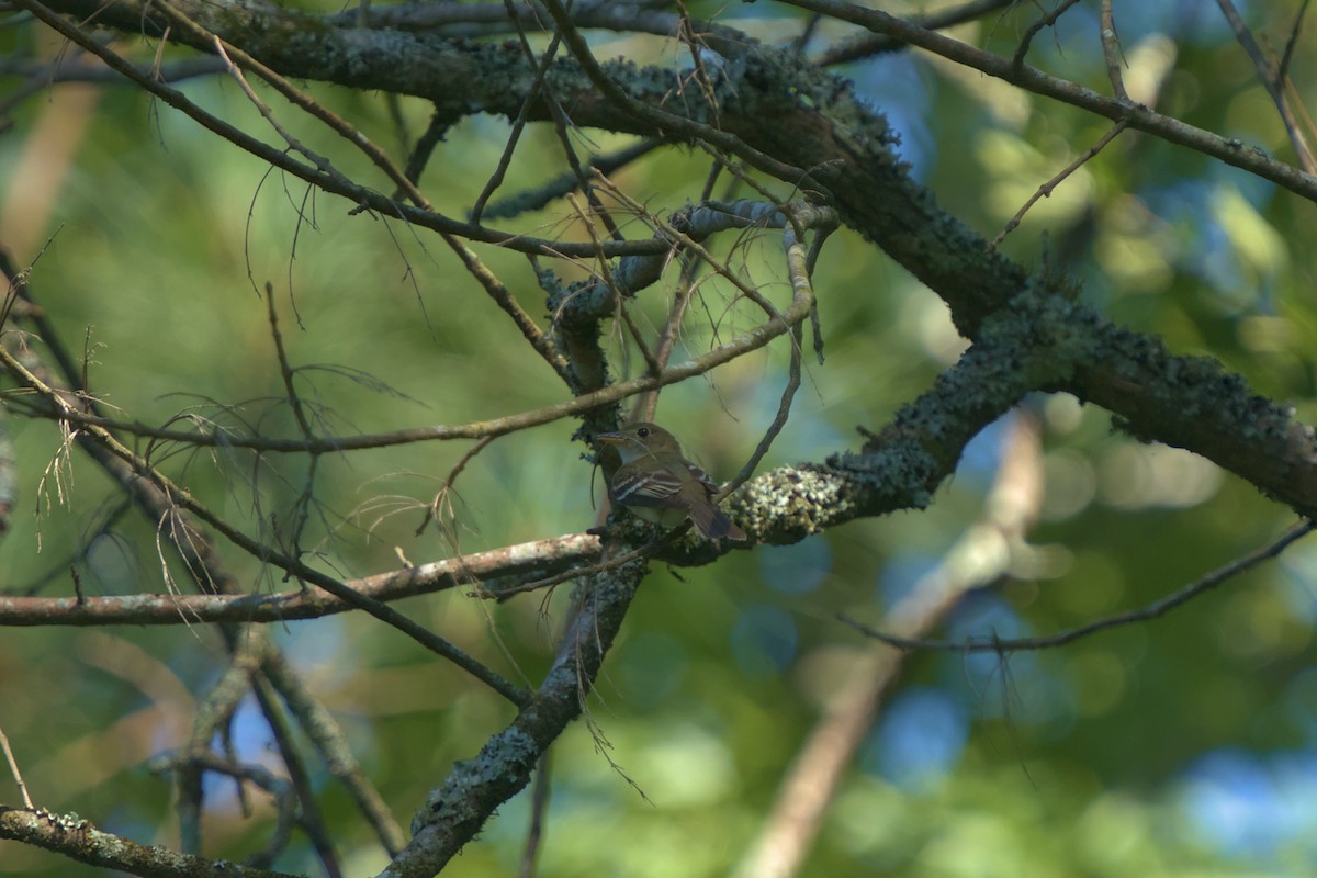Acadian Flycatcher - ML638241010