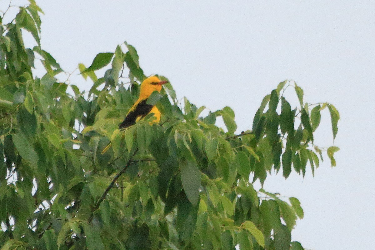 Eurasian Golden Oriole - ML638241012