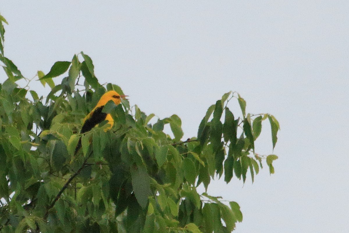 Eurasian Golden Oriole - ML638241013