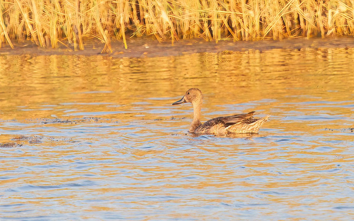 Northern Pintail - ML638241028