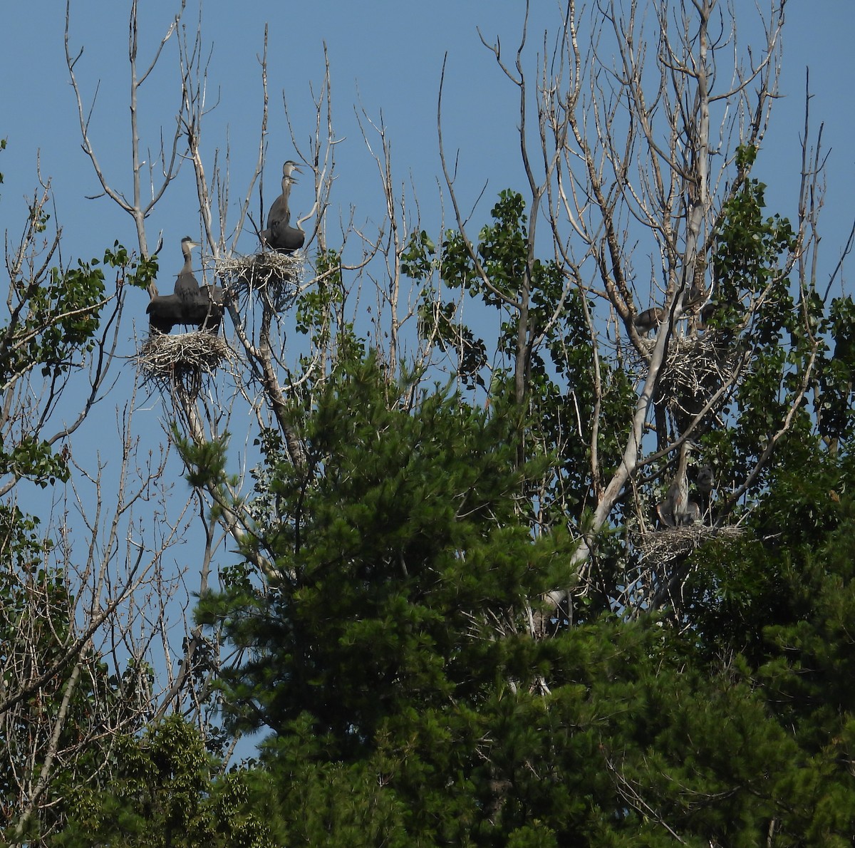Great Blue Heron - ML638241065