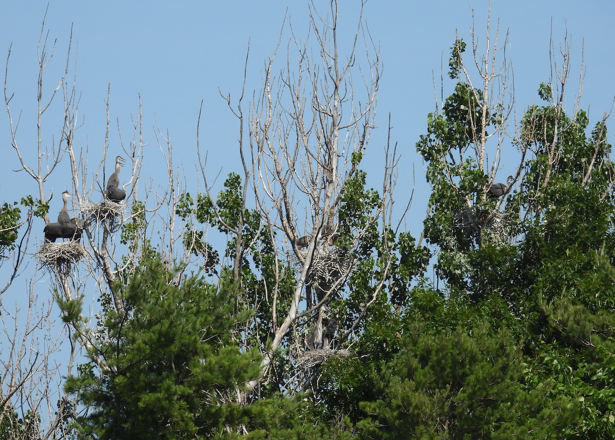 Great Blue Heron - ML638241066