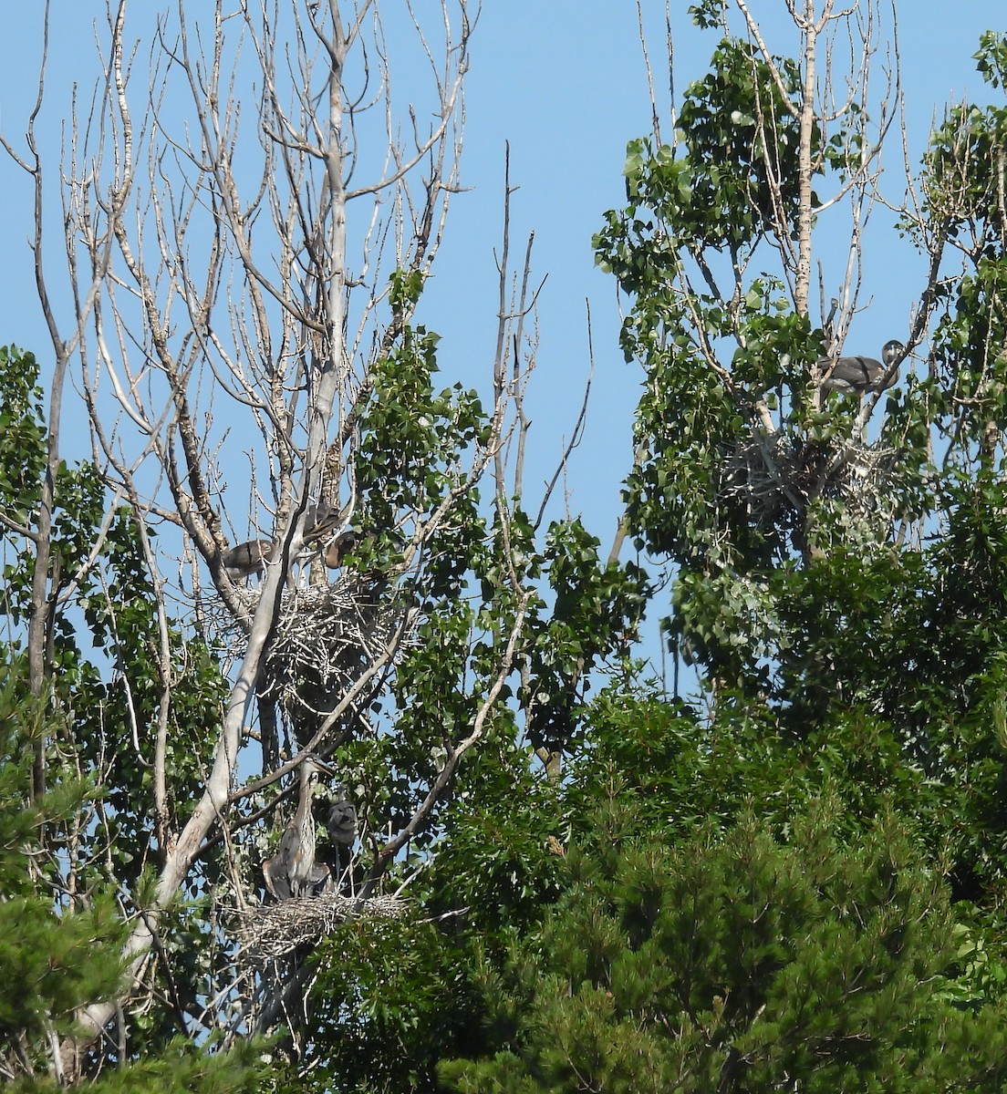 Great Blue Heron - ML638241067