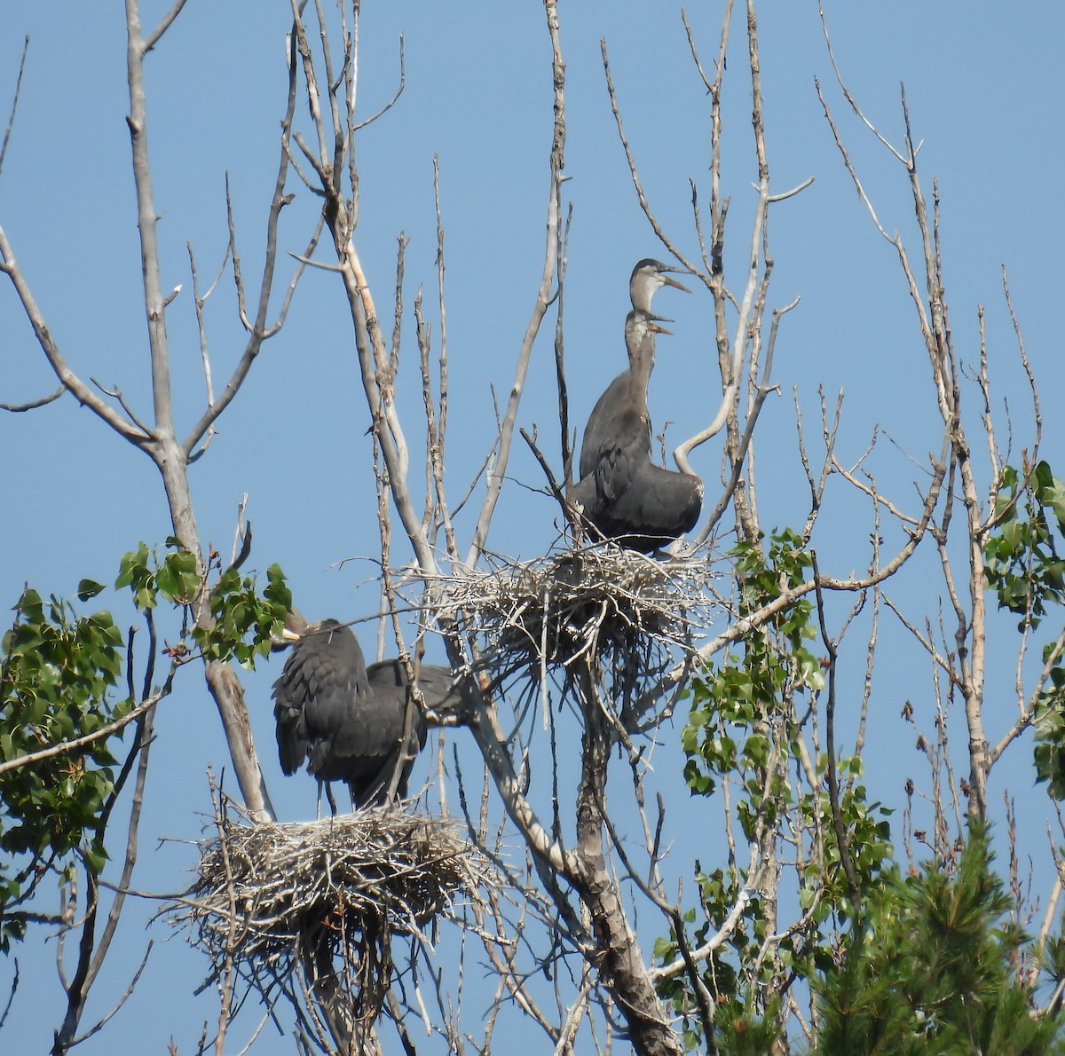 Great Blue Heron - ML638241068