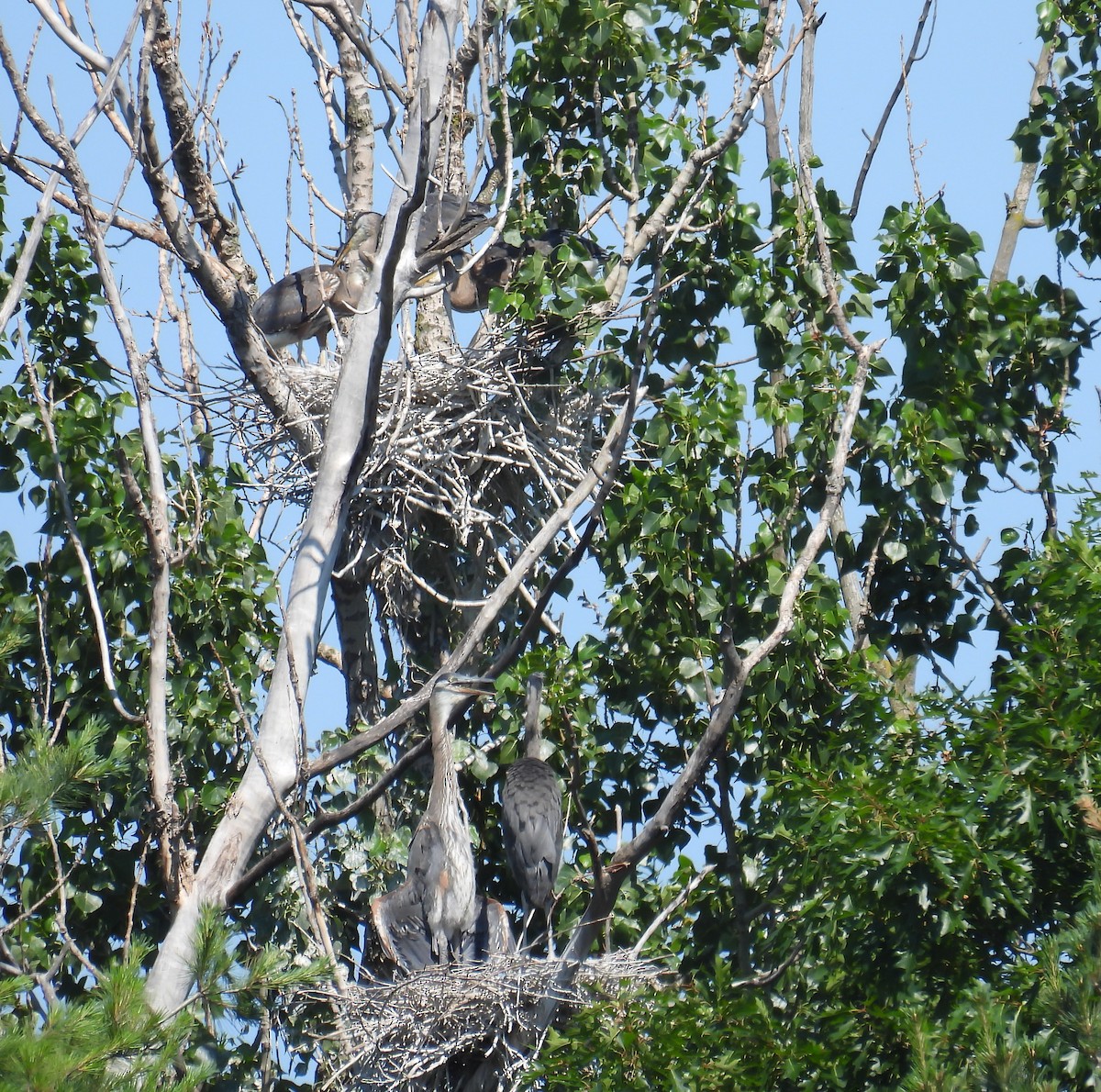 Great Blue Heron - ML638241069