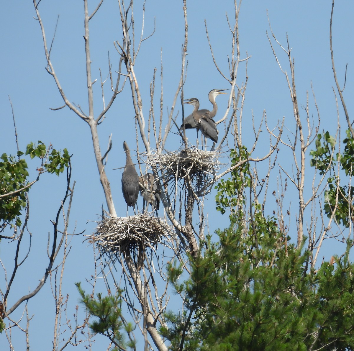 Great Blue Heron - ML638241070