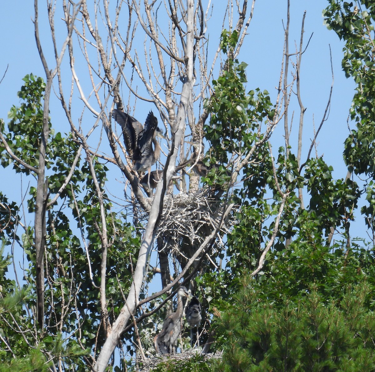 Great Blue Heron - ML638241072