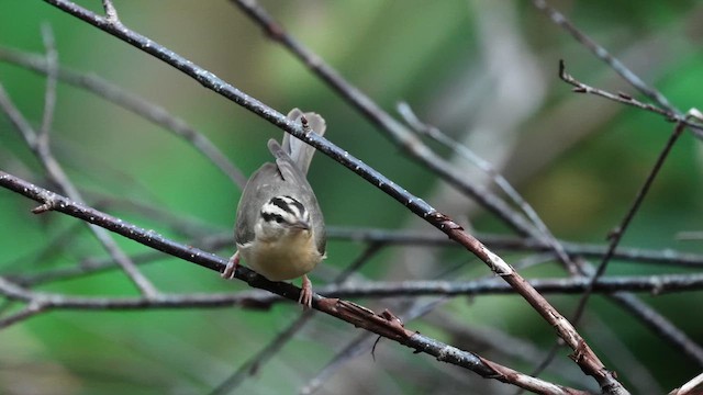 Worm-eating Warbler - ML638241092