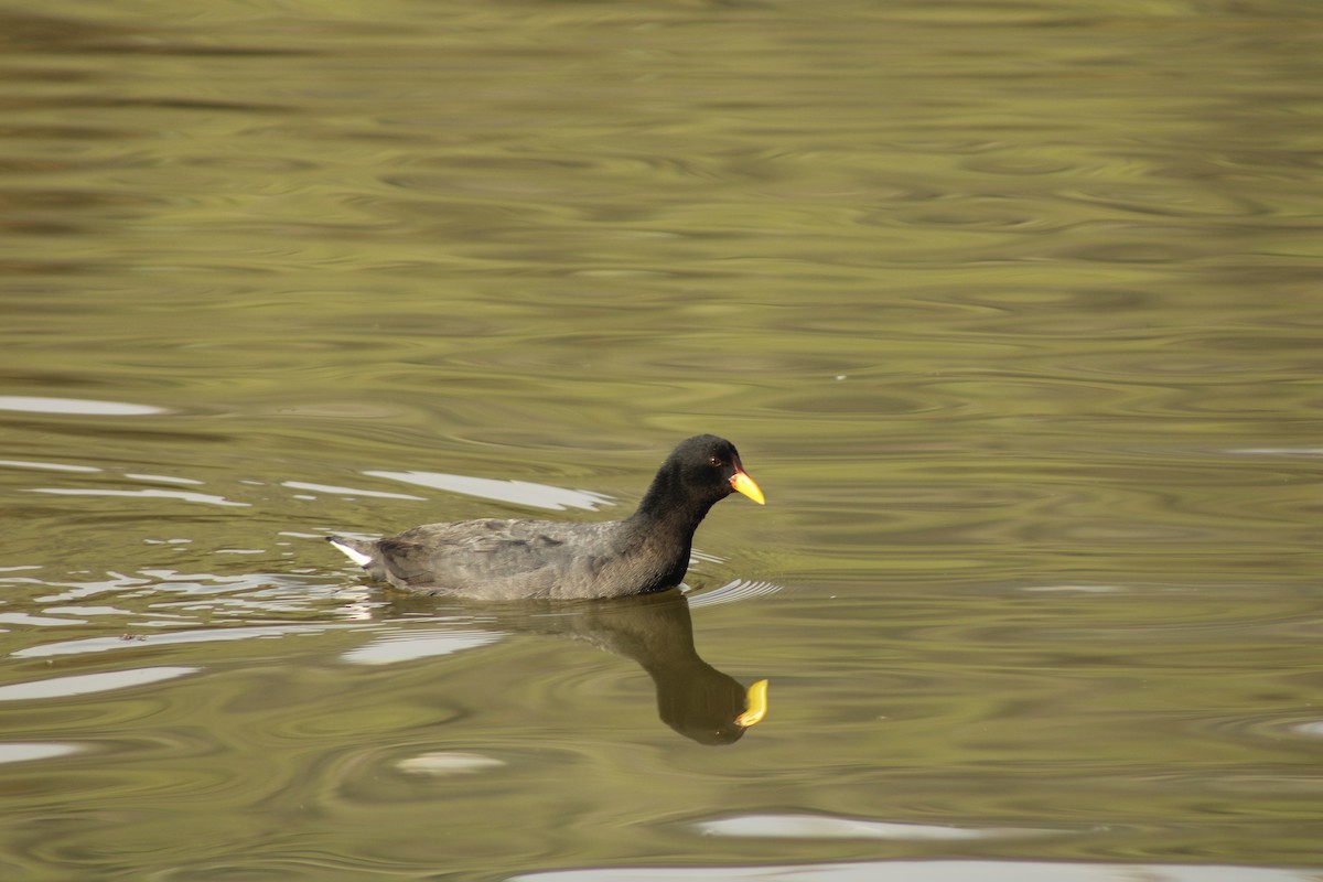 Red-fronted Coot - ML638241099