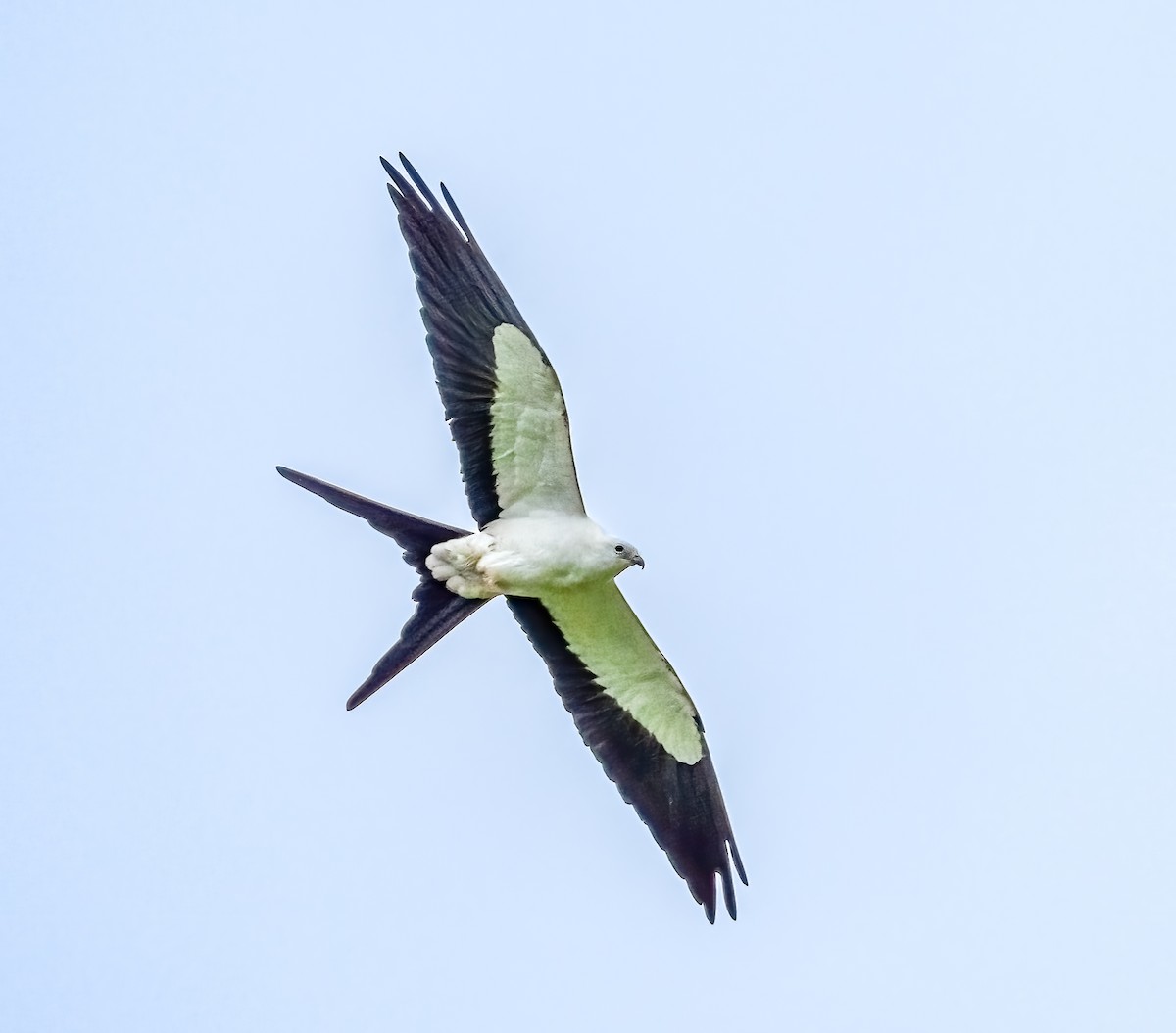 Swallow-tailed Kite - ML638241112
