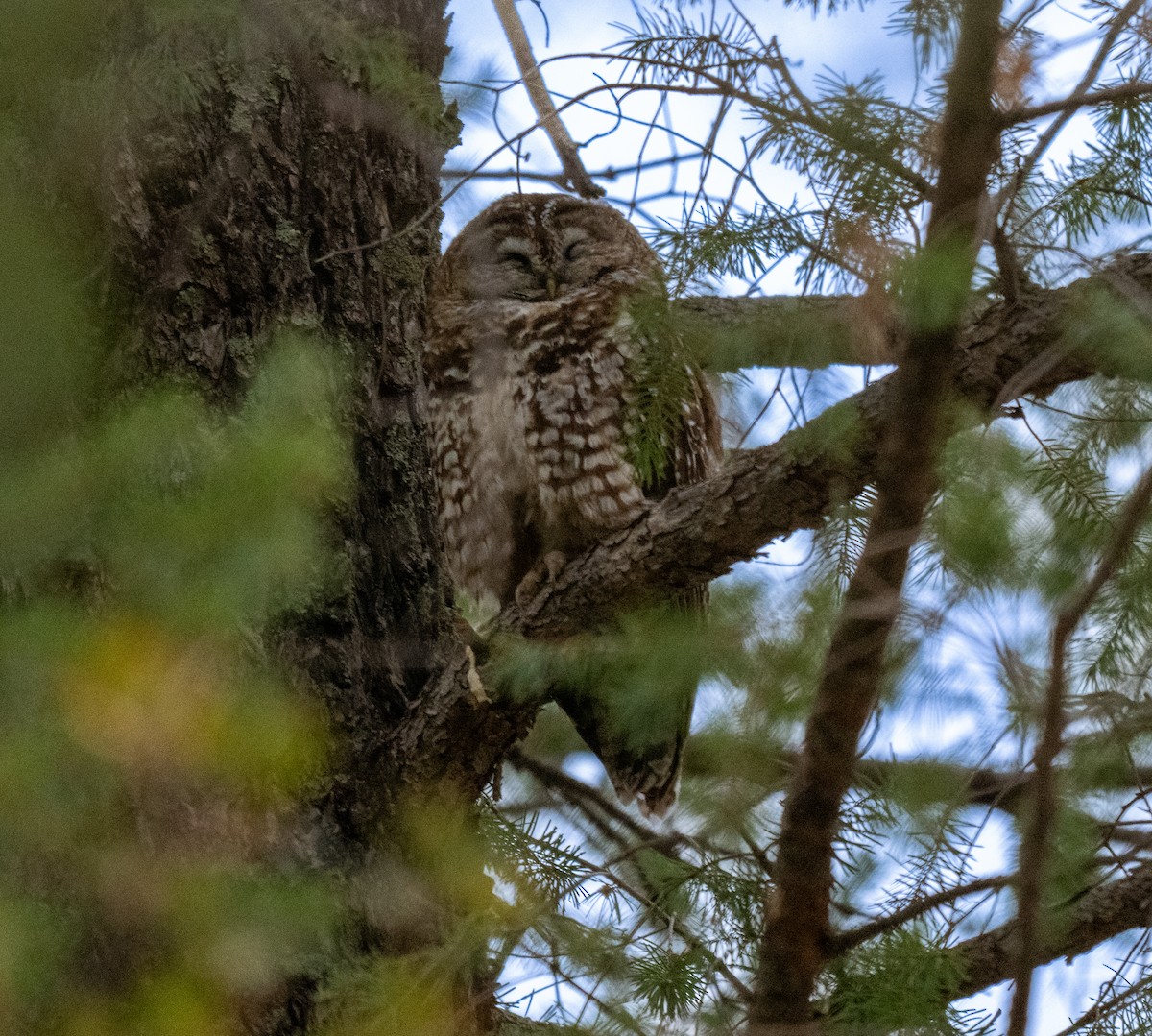 ニシアメリカフクロウ（lucida） - ML638241117