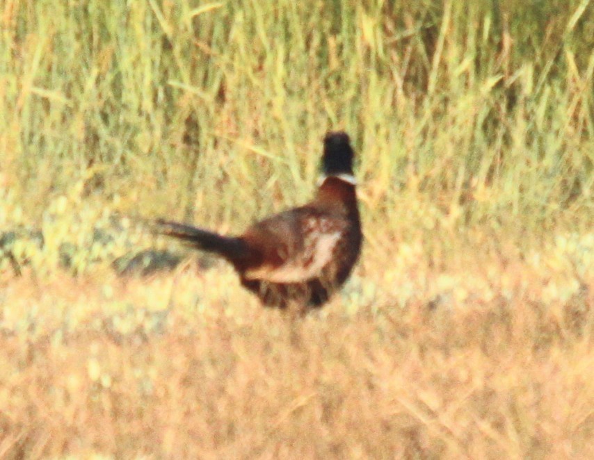 Fagiano comune - ML638241119
