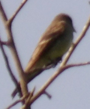 Acadian Flycatcher - ML638241143
