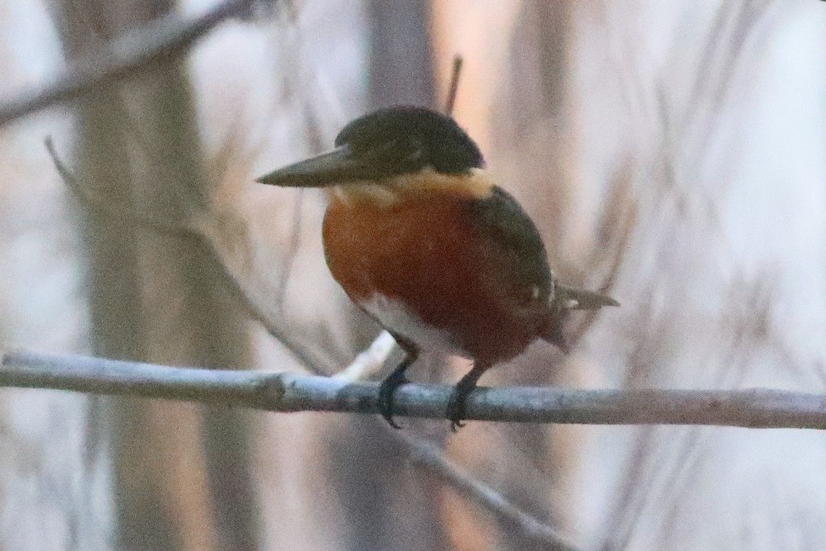 American Pygmy Kingfisher - ML638241161