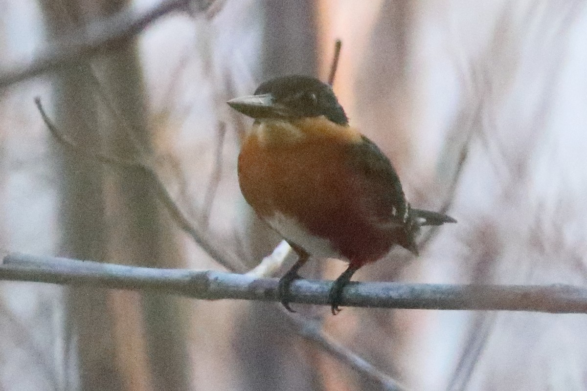 American Pygmy Kingfisher - ML638241163