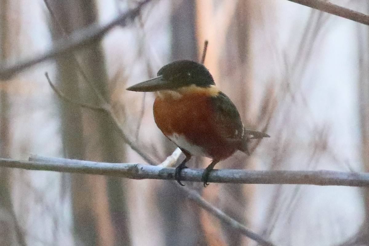 American Pygmy Kingfisher - ML638241164