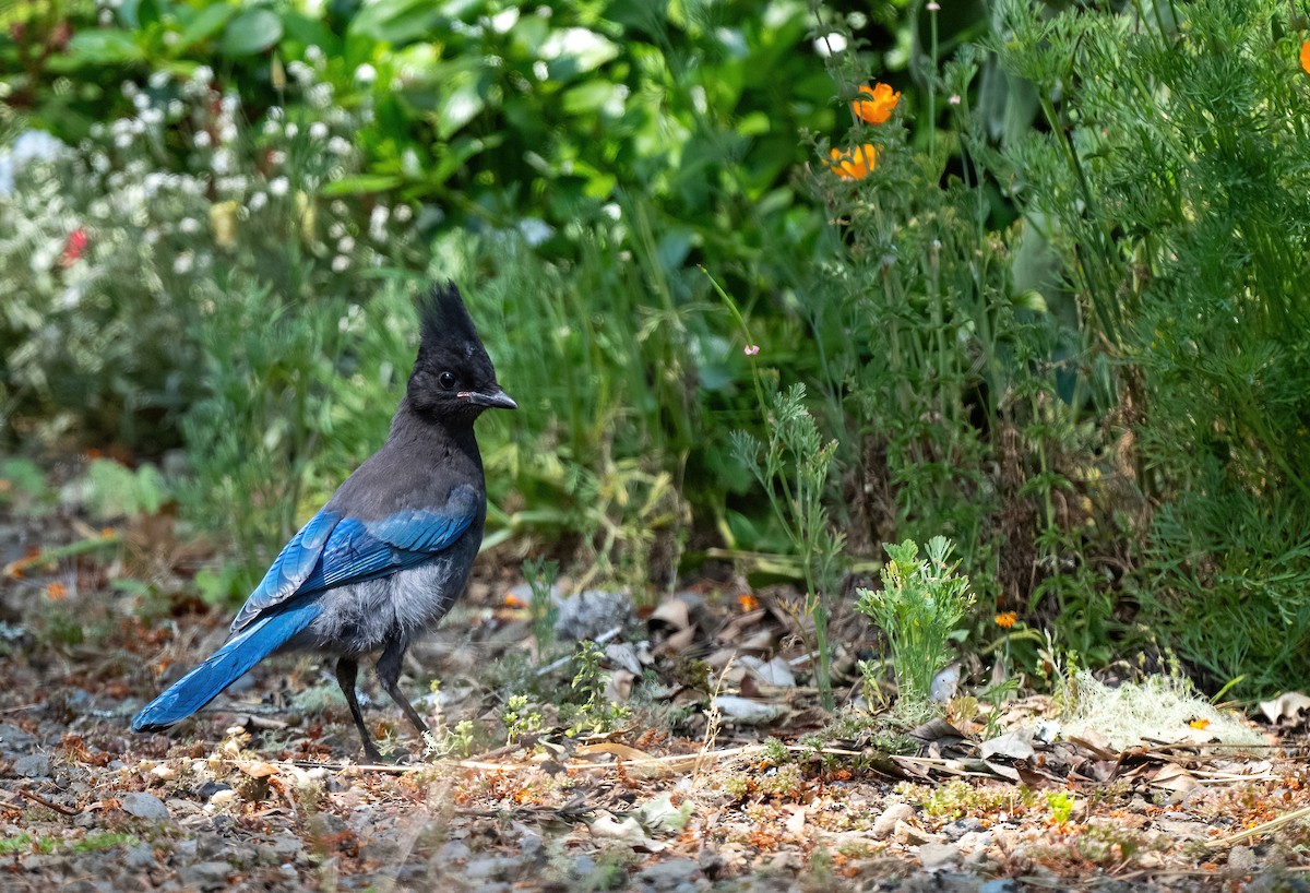 Steller's Jay (Coastal) - ML638241178
