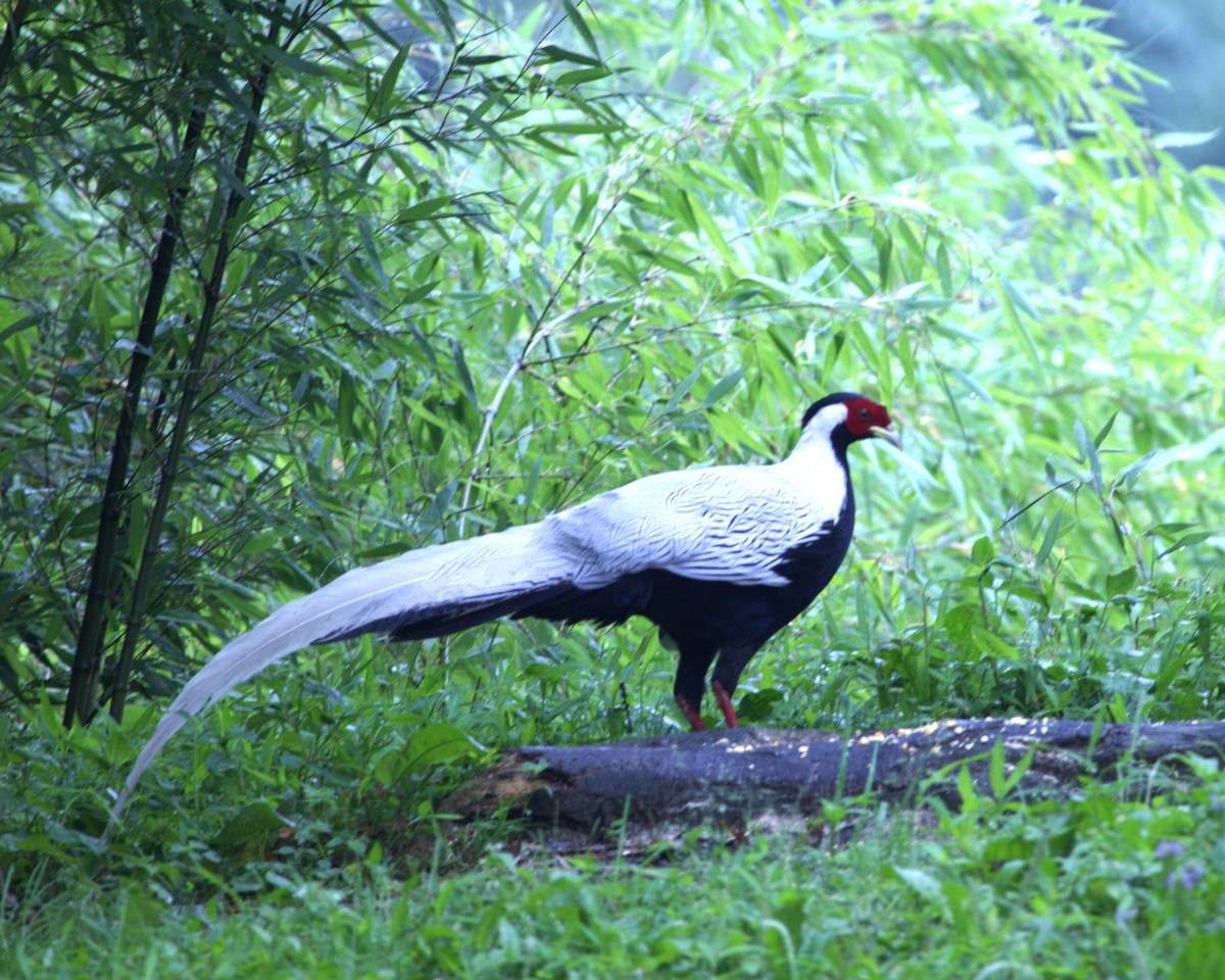 Silver Pheasant - ML638241183
