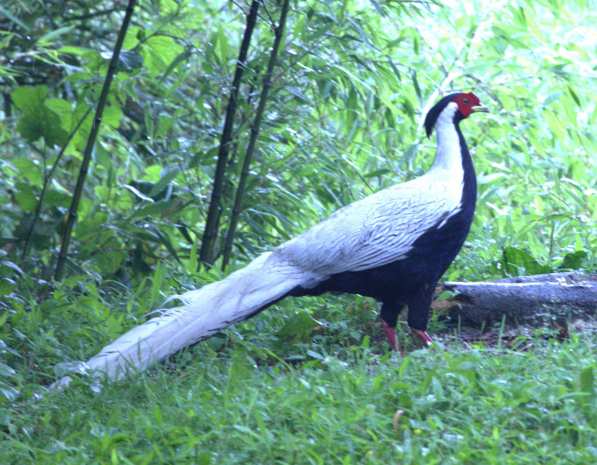 Silver Pheasant - ML638241184