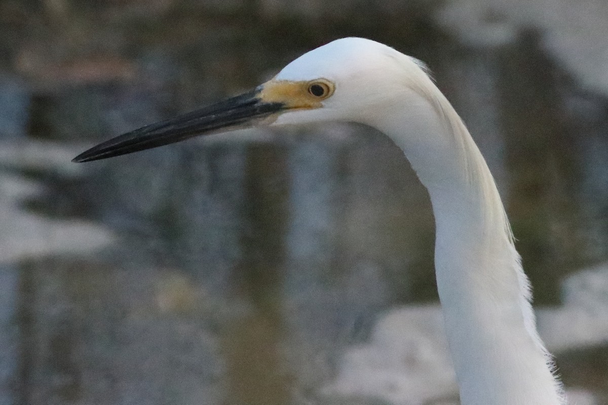 Snowy Egret - ML638241186