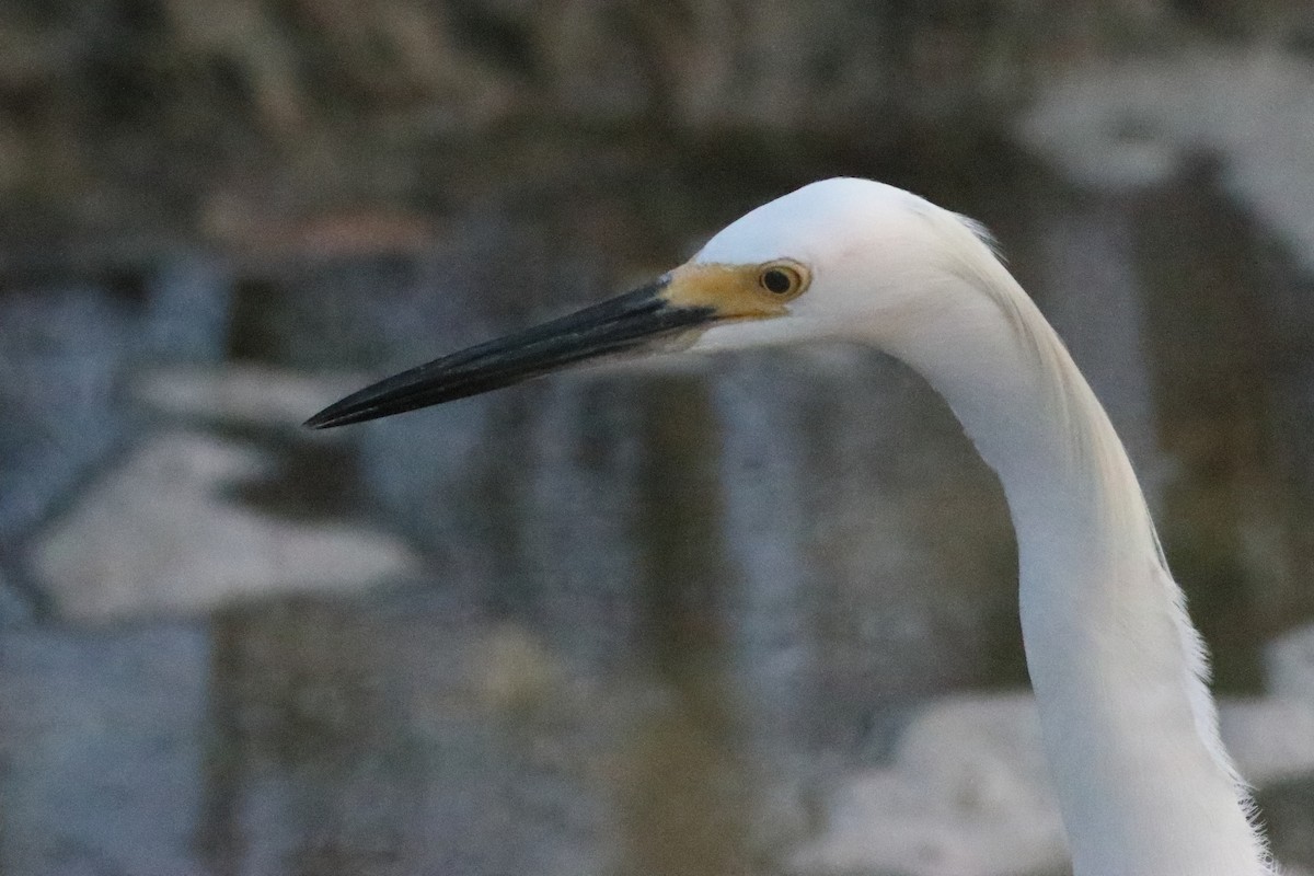 Snowy Egret - ML638241187