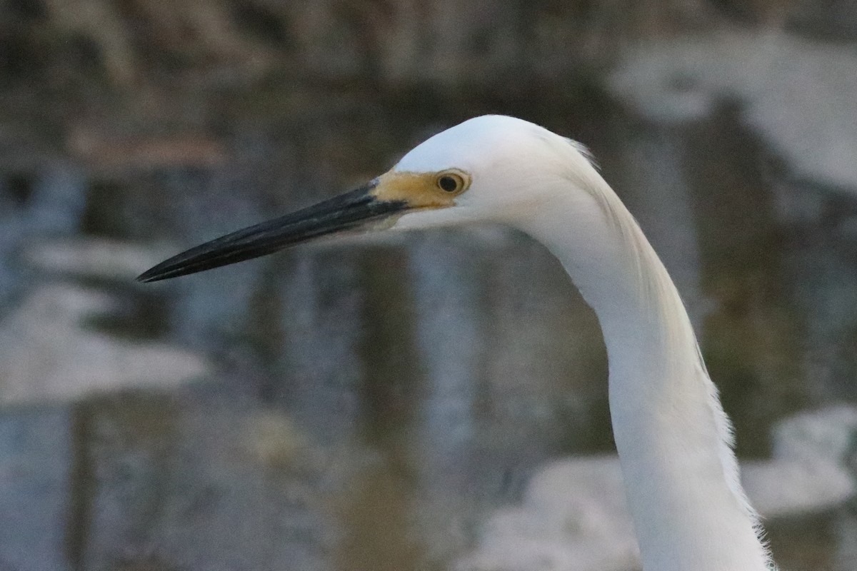 Snowy Egret - ML638241188