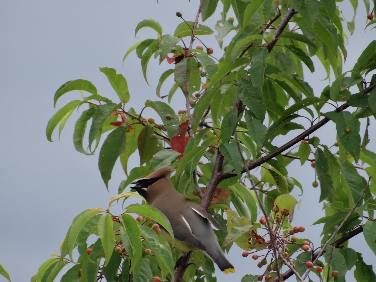Cedar Waxwing - ML638241204