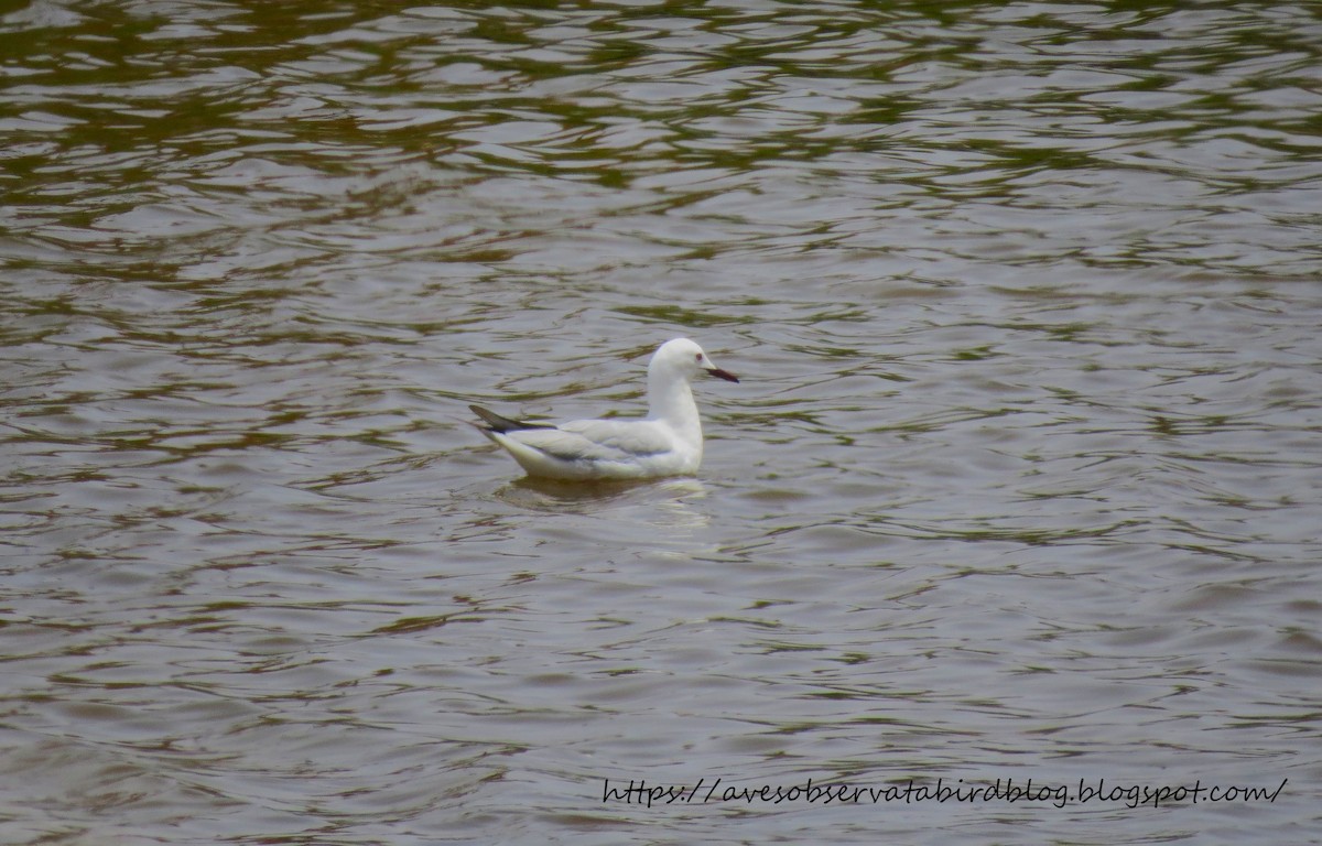 Slender-billed Gull - ML638241212