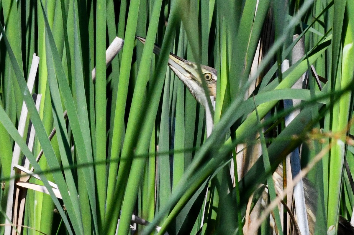 American Bittern - ML638241221