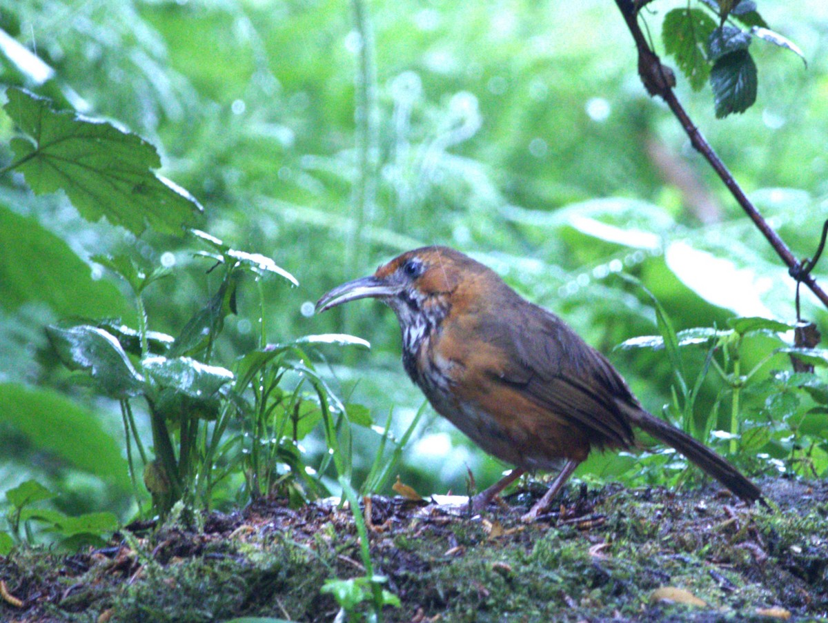 Black-streaked Scimitar-Babbler - ML638241222