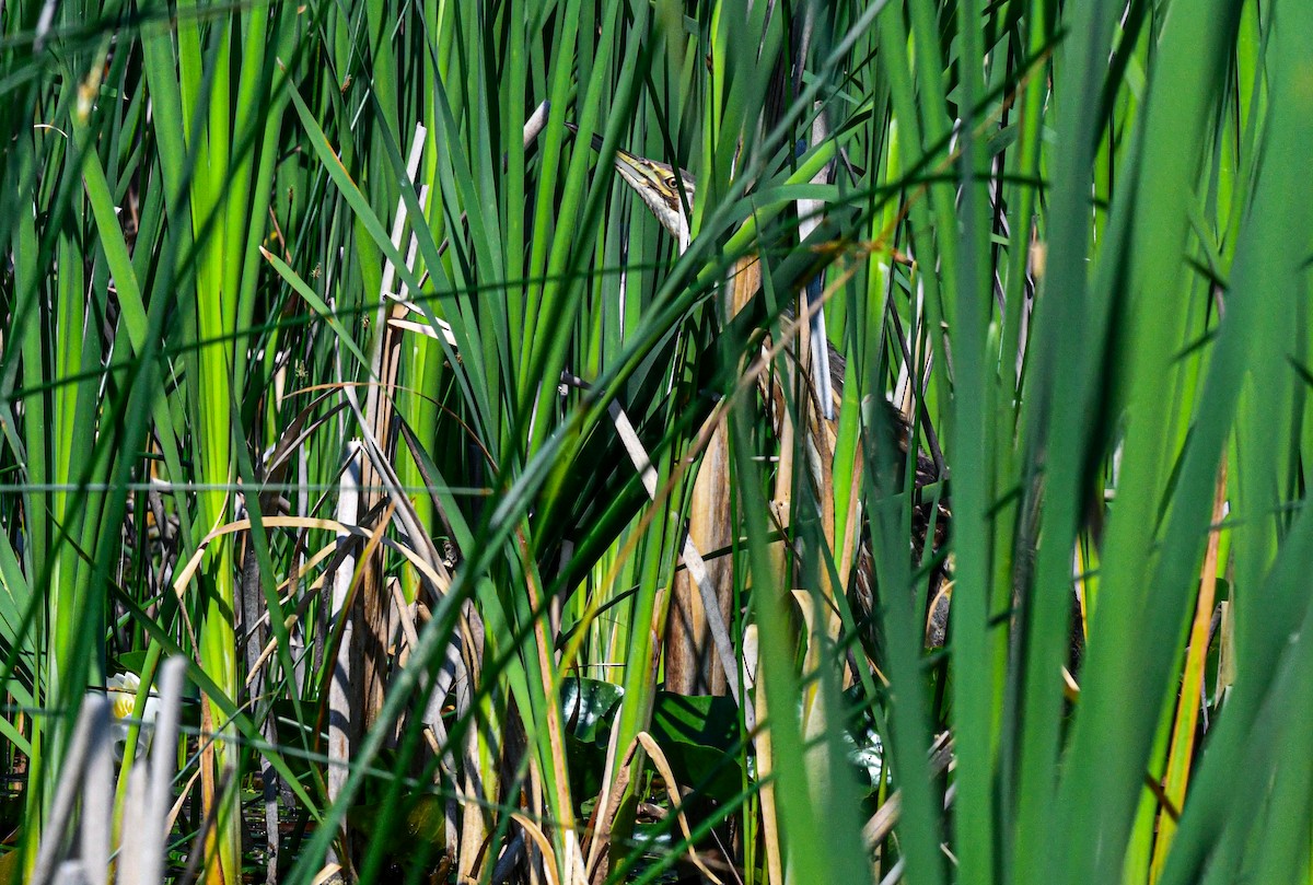 American Bittern - ML638241223
