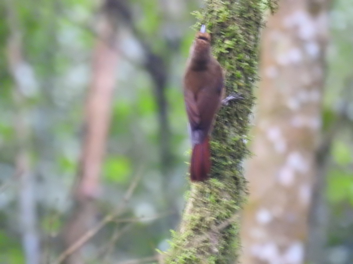 Plain-winged Woodcreeper (Plain-winged) - ML638241253