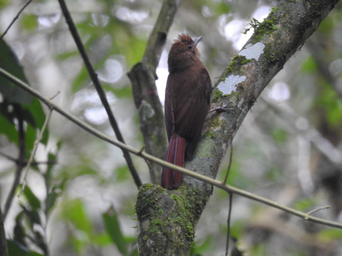 Plain-winged Woodcreeper (Plain-winged) - ML638241256