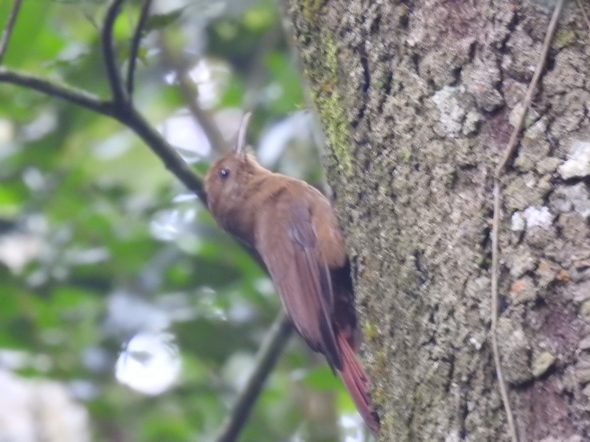 Plain-winged Woodcreeper (Plain-winged) - ML638241257